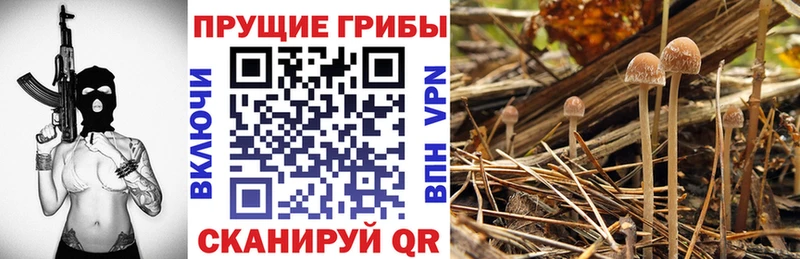 Псилоцибиновые грибы ЛСД  купить закладку  мега как зайти  Зима 